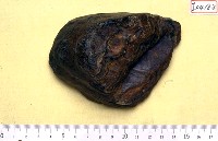 藏品(草原猛獁象臼齒齒板)的圖片